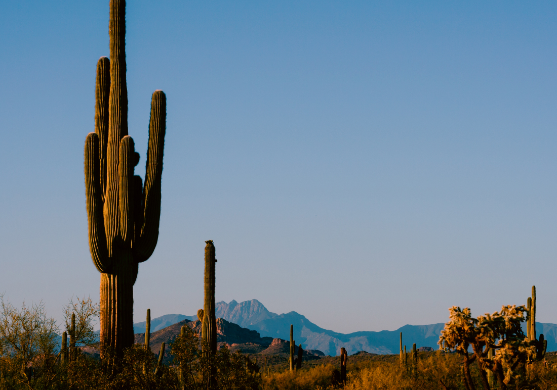 Valle de los Gigantes San Felipe giant cardón cacti desert